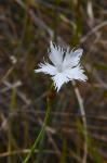 : - Dianthus serotinus