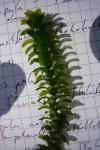Kanadische Wasserpest - Elodea canadensis