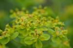 Sumpf-Wolfsmilch - Euphorbia palustris