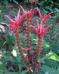 : - Aphelandra scabra