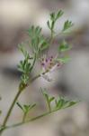 Blasser Erdrauch - Fumaria vaillantii