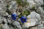 Clusius-Enzian - Gentiana clusii