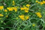 Wiesen-Alant - Inula britannica