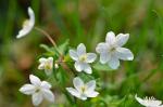 Muschelblümchen - Isopyrum thalictroides