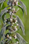 Zottiges Herzgespann - Leonurus quinquelobatus
