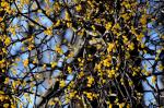 Eichenmistel - Loranthus europaeus