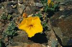 : - Argylia uspallatensis