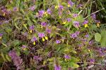 Hain-Wachtelweizen - Melampyrum nemorosum
