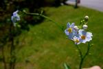 Sumpf-Vergissmeinnicht - Myosotis scorpioides
