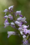 Helm-Knabenkraut-Orchis militaris