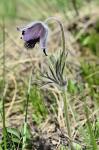 : - Pulsatilla nigricans