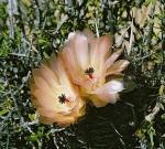 : - Austrocactus patagonicus