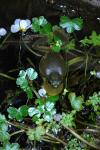 Gewöhnlicher Wasserhahnenfuß - Ranunculus aquatilis