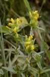 Kleiner Klappertopf - Rhinanthus minor