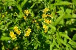 Gespreiztästiges Kreuzkraut - Senecio aquaticus subsp. barbareifolius