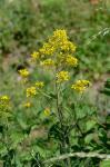 Steife Rauke - Sisymbrium strictissimum