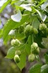 Fiederblätterige Pimpernuss - Staphylea pinnata
