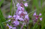 Breitblättriger Thymian - Thymus pulegioides