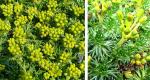 Andenpolster - Azorella trifurcata