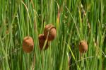 Zwerg-Rohrkolben - Typha minima
