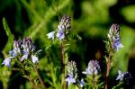 Niedergestreckter Ehrenpreis - Veronica prostrata