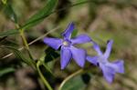 Krautiges Immergrün - Vinca herbacea