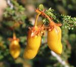 : - Balsamocarpon brevifolium