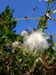 : - Clematis drummondii