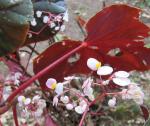 : - Begonia multinervia