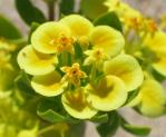 : - Cruckshanksia pumila