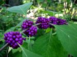 Amerikanische Schönfrucht - Callicarpa americana