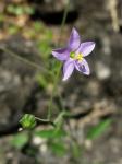 : - Giliastrum incisum