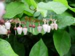 Shallon-Scheinbeere - Gaultheria shallon
