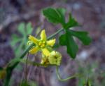 : - Ibervillea lindheimeri