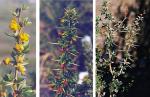 Ruscusblättrige Berberitze - Berberis ruscifolia