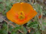 : - Kallstroemia grandiflora