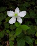 : - Anemone deltoidea