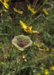 Schokoladenblume - Berlandiera lyrata