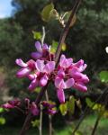 Kalifornischer Judasbaum - Cercis occidentalis