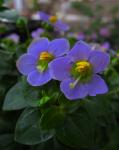 Blaues Lieschen - Exacum affine