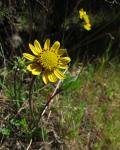 : - Helianthella californica