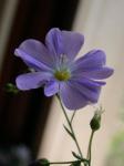 Ausdauernder Lein - Linum perenne