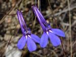 : - Lobelia coronopifolia