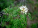 : - Mimosa borealis