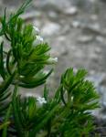 : - Nama carnosum