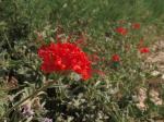 : - Nyctaginia capitata