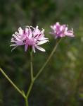 : - Palafoxia callosa