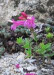 :-Penstemon newberryi