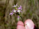 :-Polygala incarnata