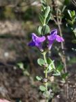 :-Scutellaria wrightii